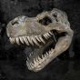 Tyrannosaurus Rex Skull Large 51.5cm B/strap Dinosaurs Gifts Under £150