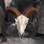 Rams Skull Medium 33cm Animal Skulls Back in Stock