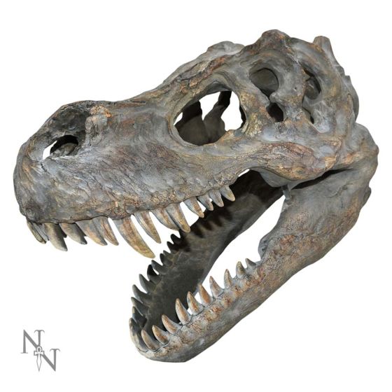 Tyrannosaurus Rex Skull Small 39.5cm B/strap Dinosaurs Back in Stock