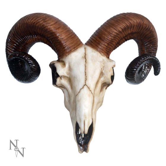Rams Skull Medium 33cm Animal Skulls Back in Stock