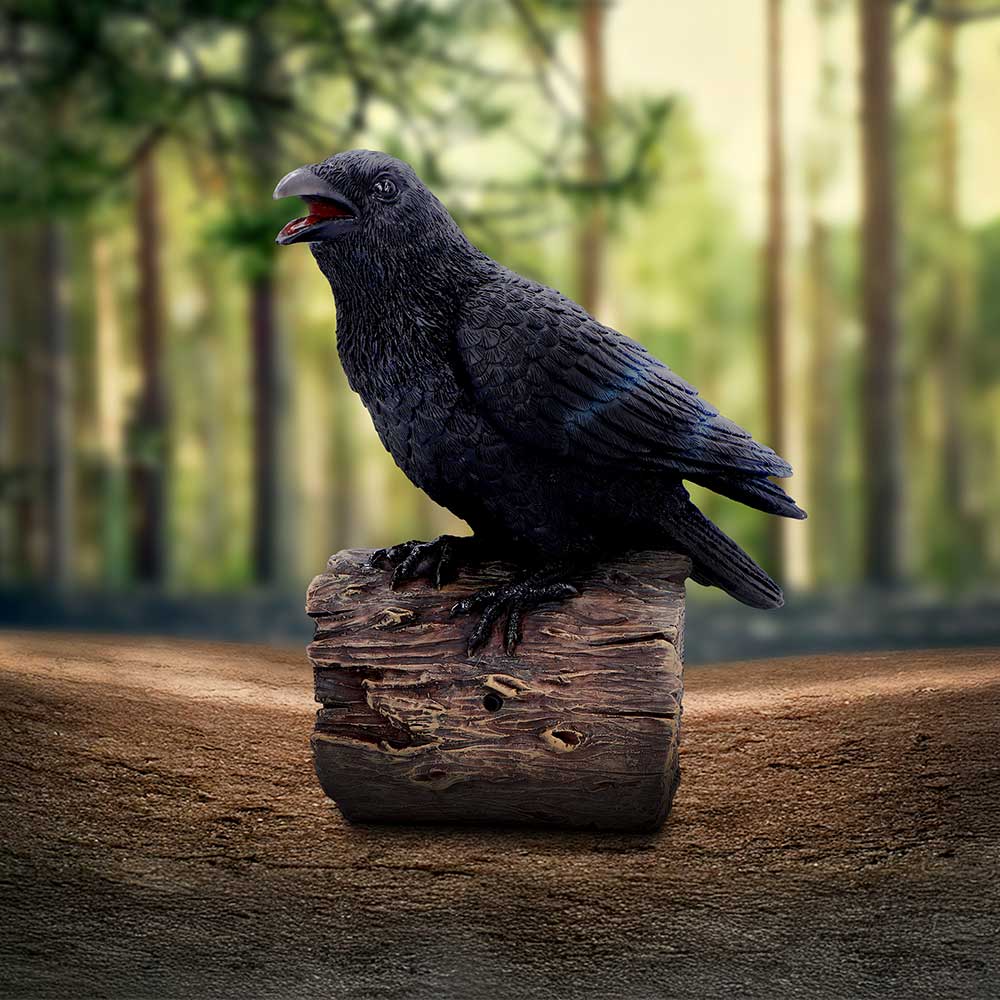 Ravens Cry With Motion Activated Sound